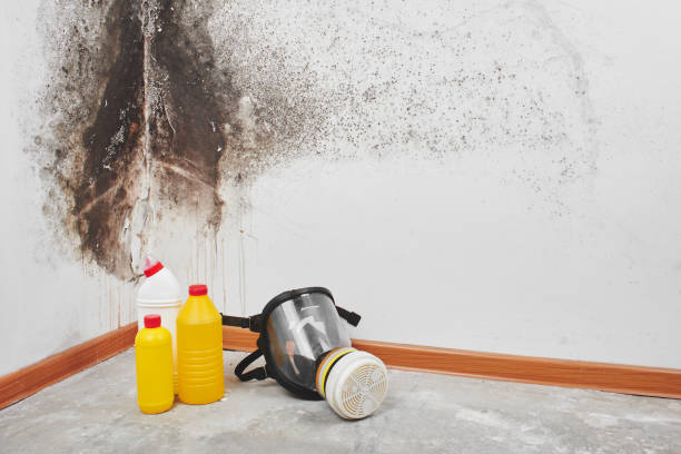 Best Mold Remediation  in Luverne, AL