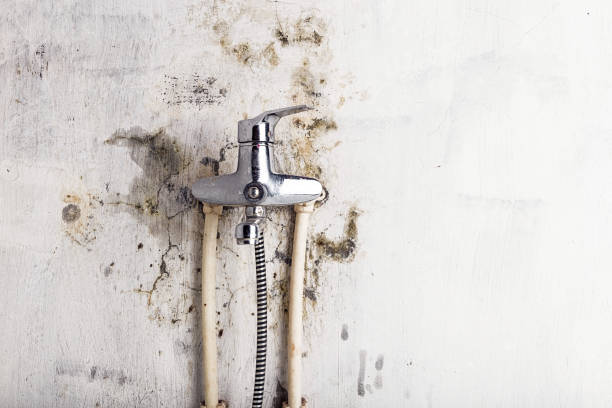 Best Mold Removal Company Near Me  in Luverne, AL