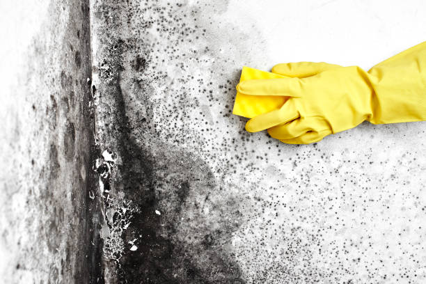 Best Mold Remediation Experts  in Luverne, AL
