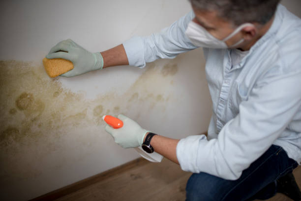 Certified Mold Removal in Luverne, AL
